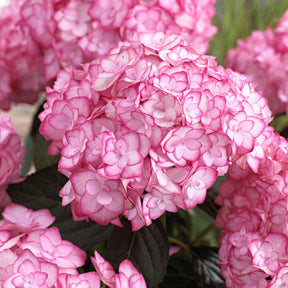 Hydrangea macrophylla miss saori (h2002) - Hortensia Miss Saori - Hortensia à grandes feuilles