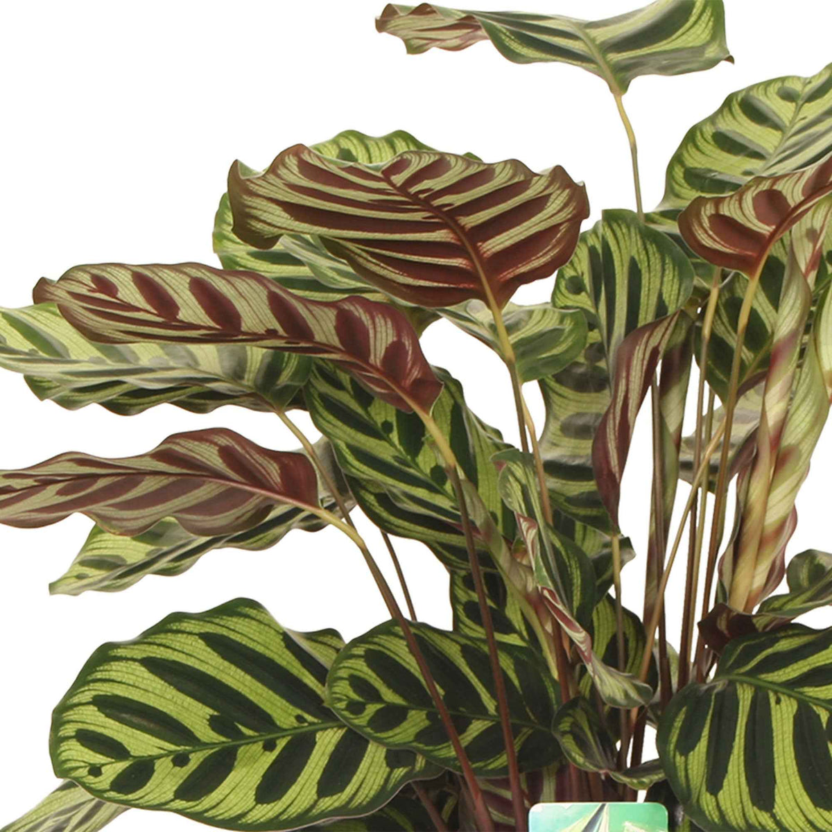 Calathéa paon - Calathea makoyana - Plantes d'intérieur