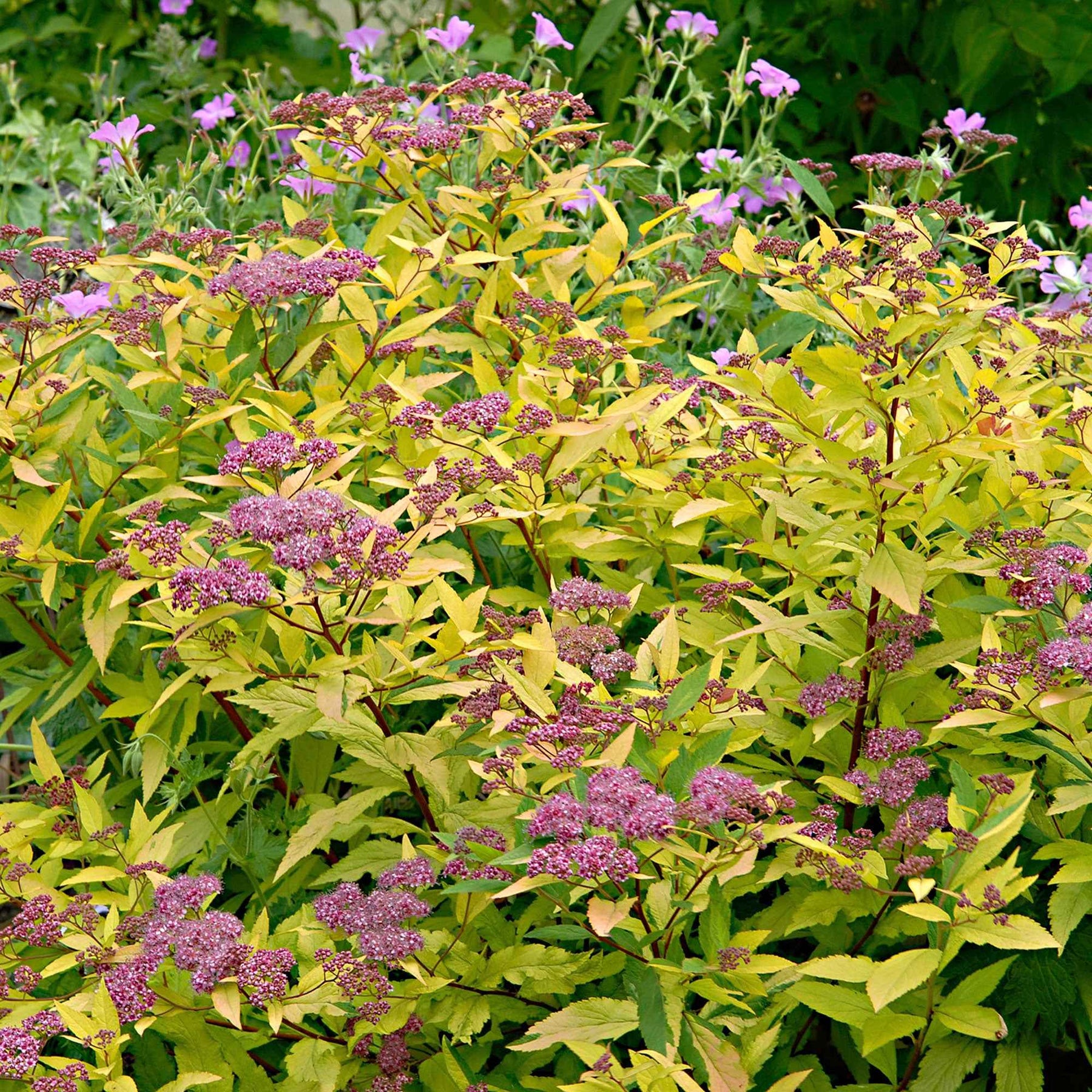 Spiraea japonica goldflame - Spirée du Japon Goldflame - Spirées