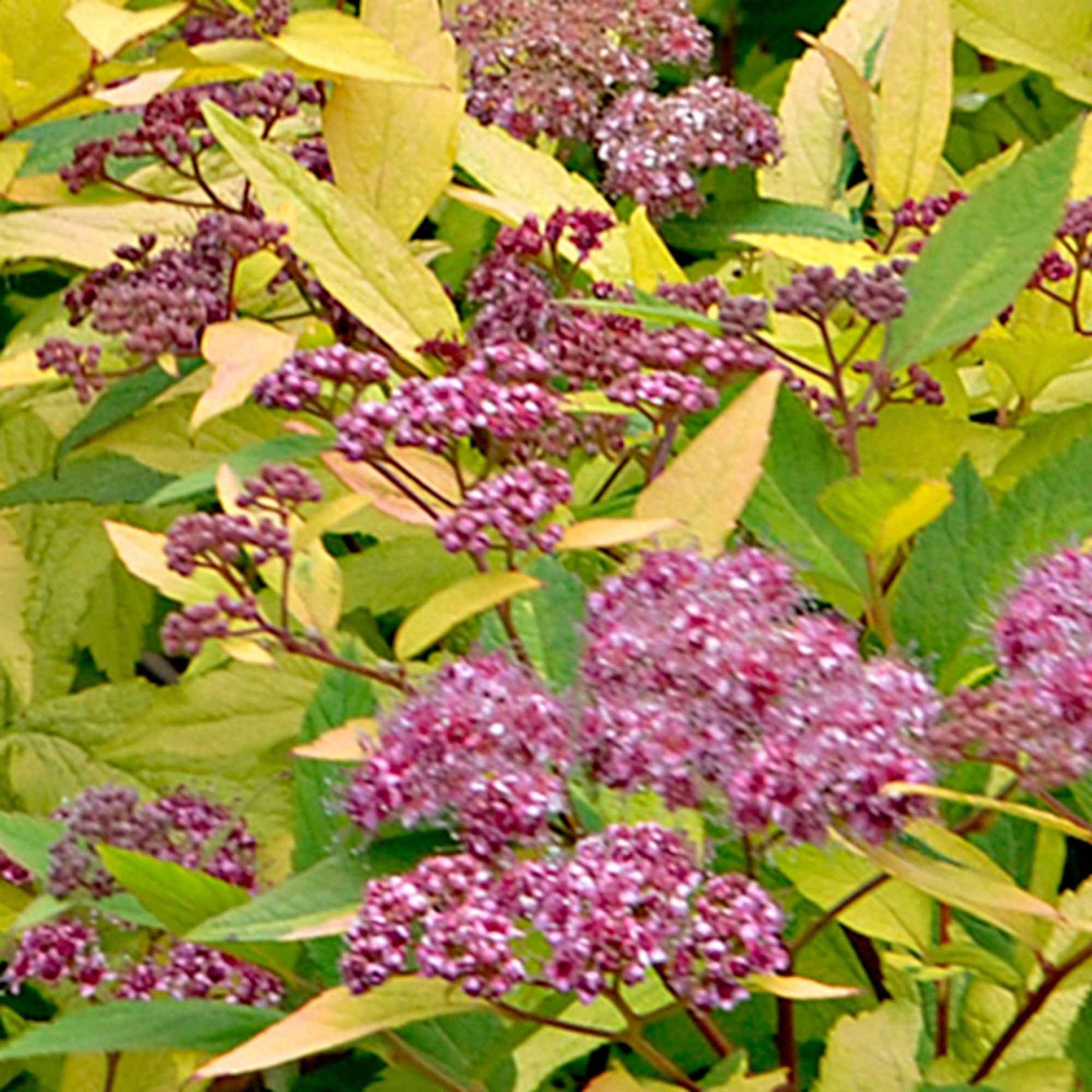 Spirées - Spirée du Japon Goldflame - Spiraea japonica goldflame