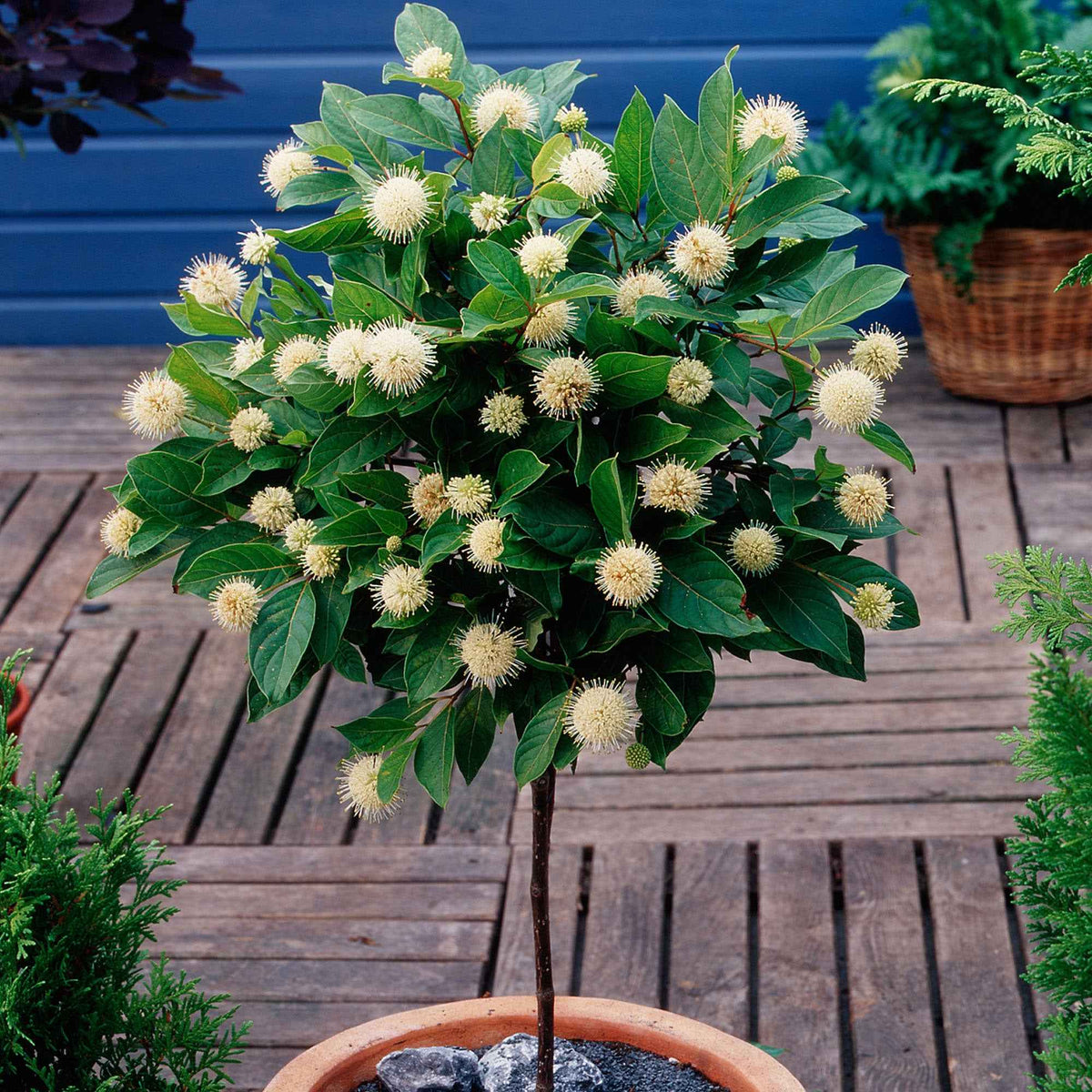 Cephalanthus occidentalis sur tige - Willemse