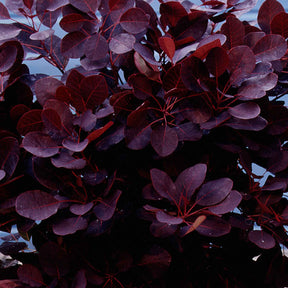 Arbre à perruque pourpre Royal Purple sur tige - Cotinus coggygria royal purple - Arbustes