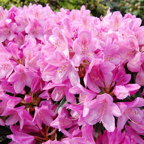 Rhododendron Roseum Elegans - Rhododendron roseum elegans - Plantes