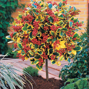 Houx panaché sur tige - Willemse