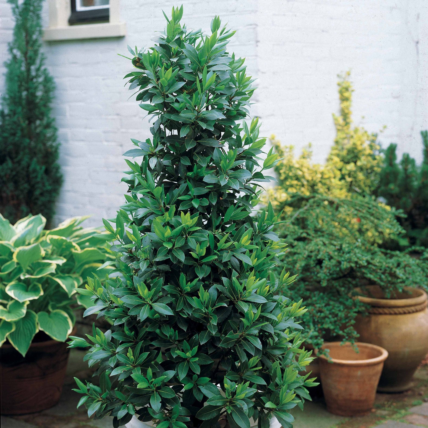 plante laurier sauce Laurier sauce facile en pot et au jardin