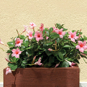 Jasmin du Brésil rose - Dipladenia - Dipladenia - Fleurs vivaces