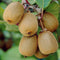 Kiwi chinensis Solissimo® 'Renact' (Autofertile) à fleurs Jaune