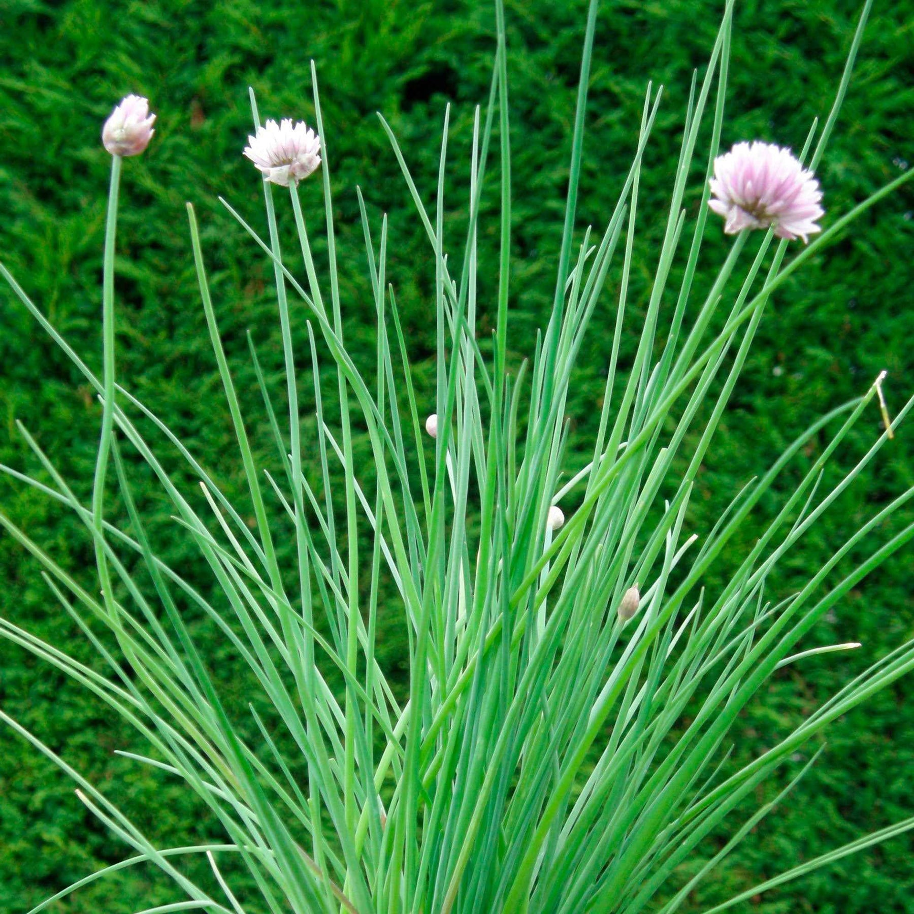 Allium schoenoprasum - Ciboulette BIO - Graines d'aromatiques Bio