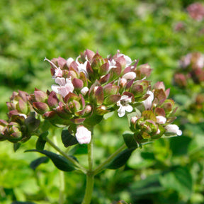 Origan commun - Origanum vulgare - Willemse