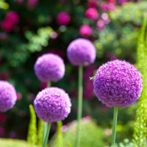 Allium d'ornement Globemaster - Allium globemaster - Bulbes à fleurs