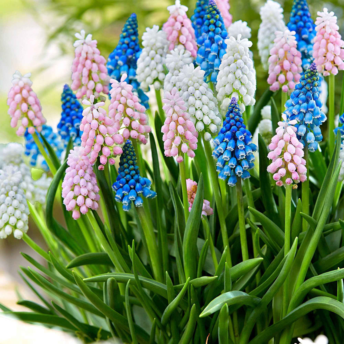 25 Muscaris en mélange - Muscari - Willemse