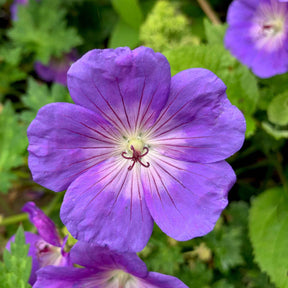 Géraniums vivaces - Géranium vivace Rozanne - Geranium gerwat rozanne