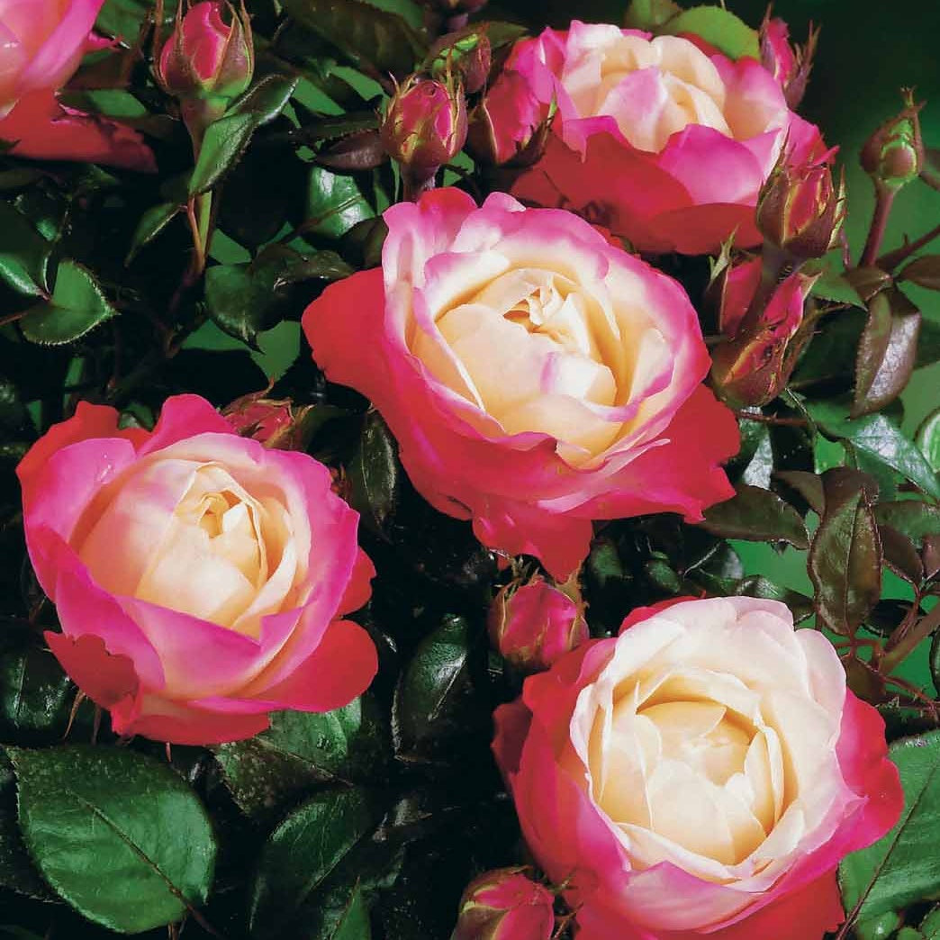 Rosier buisson Nostalgie ® - Rosa nostalgie ® - Plantes