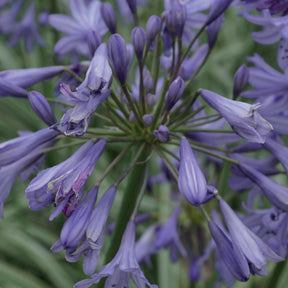 Agapanthe Silver Moon - Agapanthus Silver Moon - Willemse