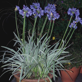 Agapanthus Silver Moon - Agapanthe Silver Moon - Agapanthes