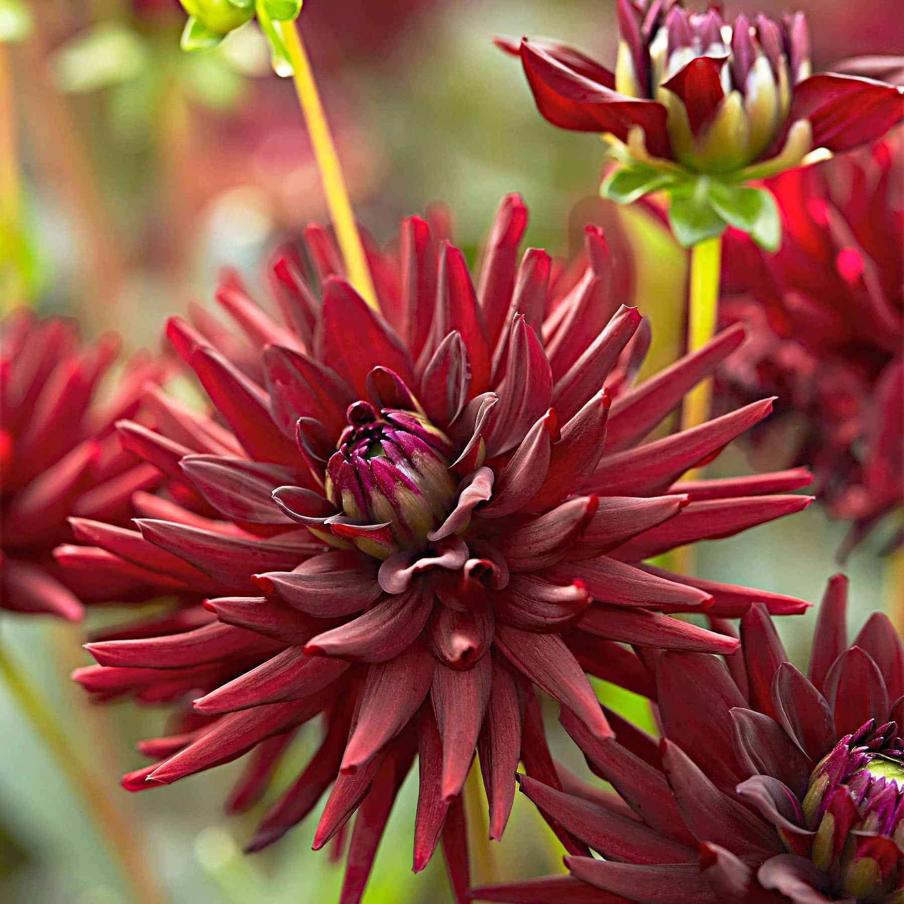 Dahlia tamburo - 3 Dahlias cactus presque noir Tamburo - Dahlia