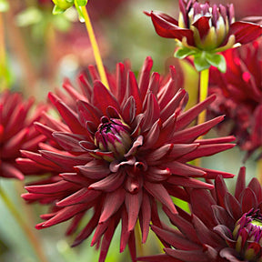 Dahlia tamburo - 3 Dahlias cactus presque noir Tamburo - Dahlia