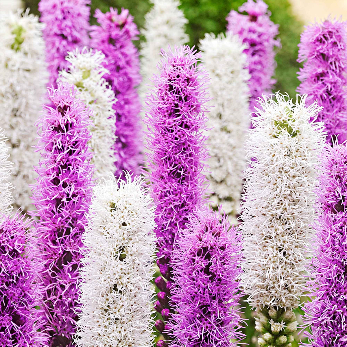 12 Plumes du Kansas mauves et blanches - Liatris spicata - Bulbes à fleurs