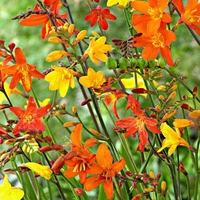 Crocosmia - 30 Crocosmias en mélange - Crocosmia