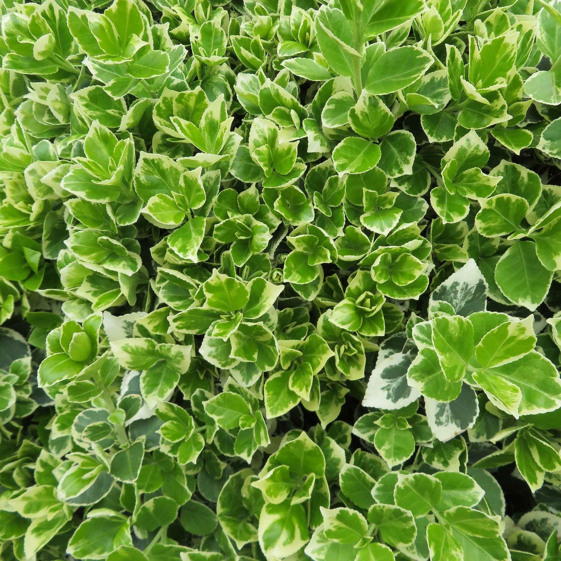 Euonymus Fortunei 'Emerald Gaiety' - Fusain De Fortune En Pot 3-4 Litres, Couvre-sol Persistant Panaché Vert Et Blanc - 9