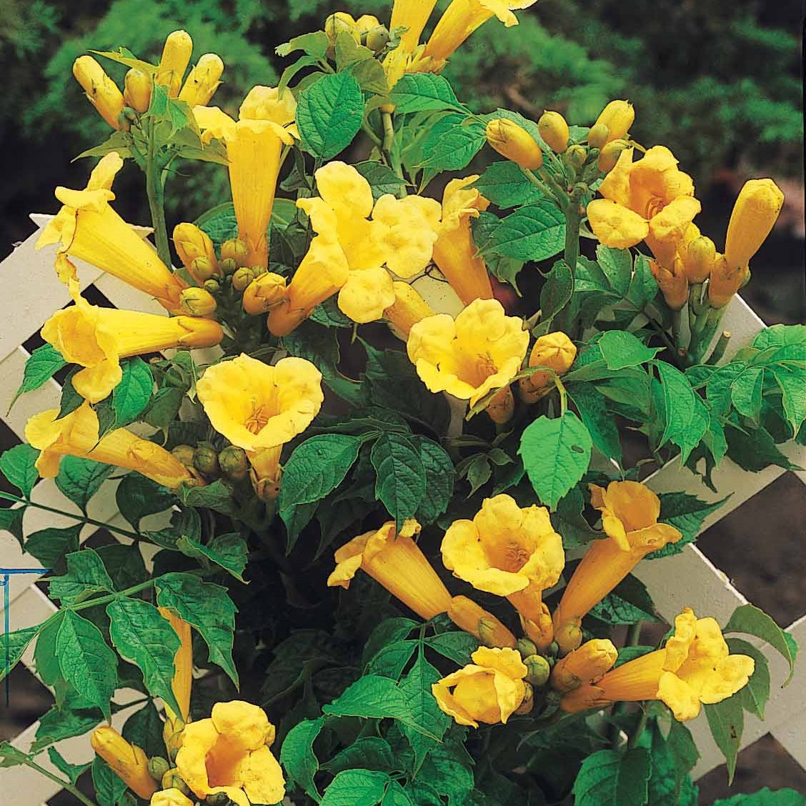Bignone Trompette jaune - Campsis radicans yellow trumpet - Plantes