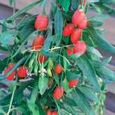 Goji Princess TAO - Lycium barbarum princess tao ® 'fpw03' - Fruitiers Arbres et arbustes