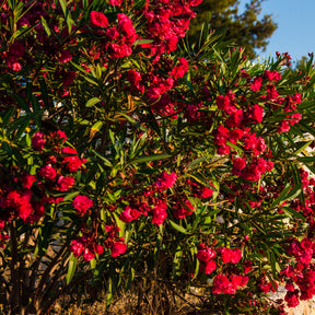 Laurier-rose rouge - Nerium oleander
