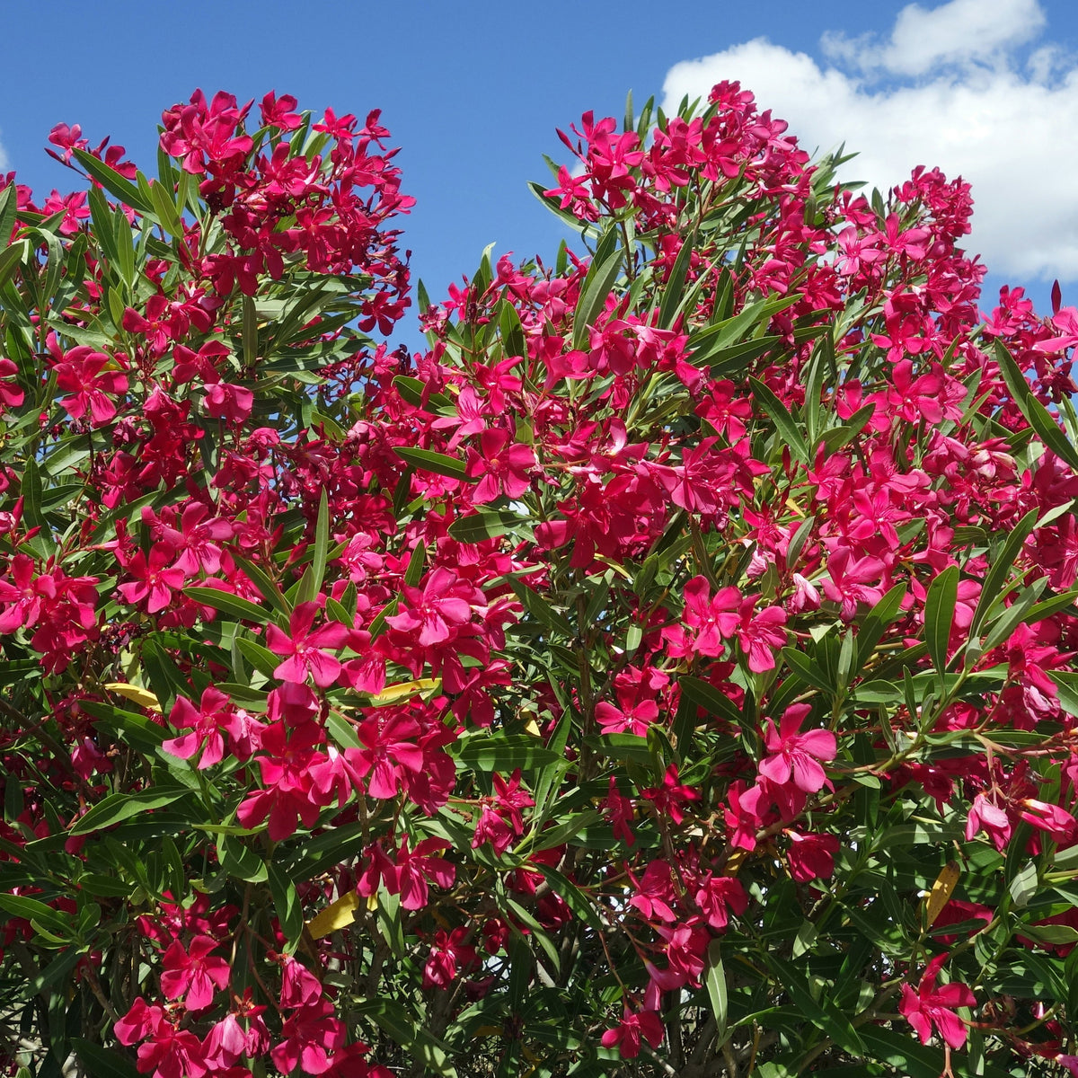 Laurier-rose rouge - Nerium oleander - Plantes