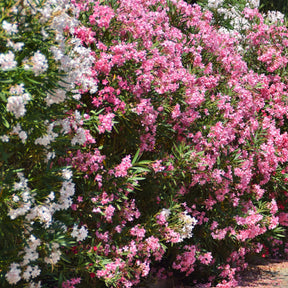 Laurier-rose - Nerium oleander - Plantes