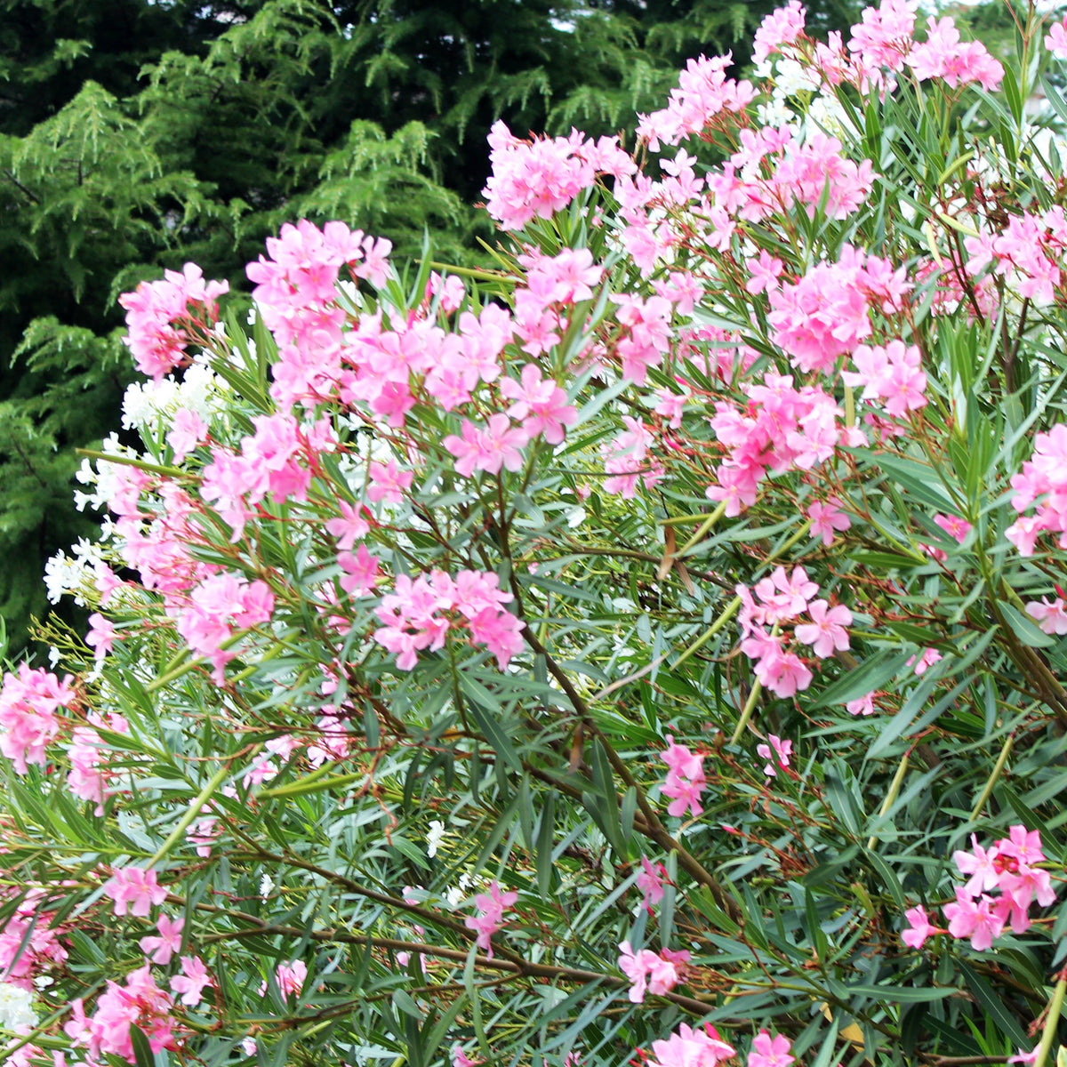 Laurier-rose - Nerium oleander - Arbustes