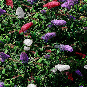 Arbre à papillons tricolore - Buddleja davidii empire blue, pinkdelight, white - Arbustes