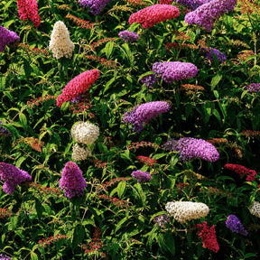 Arbre à papillons tricolore - Buddleja davidii empire blue, pinkdelight, white - Willemse