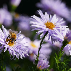 Aster nain d'Automne Asran - Aster ageratoides Asran - Willemse