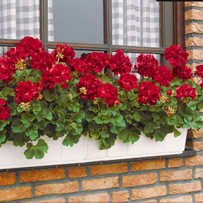Pelargonium zonale toscana ® - 3 Géraniums à massifs rouges Toscana ® - Géranium de balcon