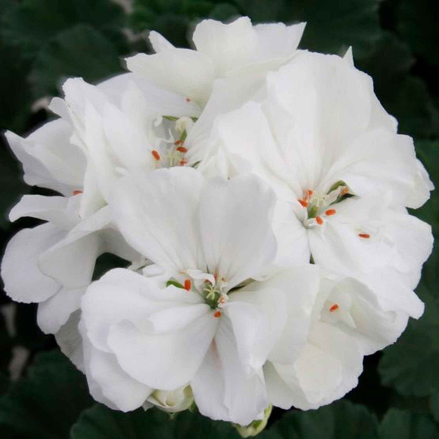 Pelargonium zonale - Géraniums à massifs blancs - Géranium de balcon