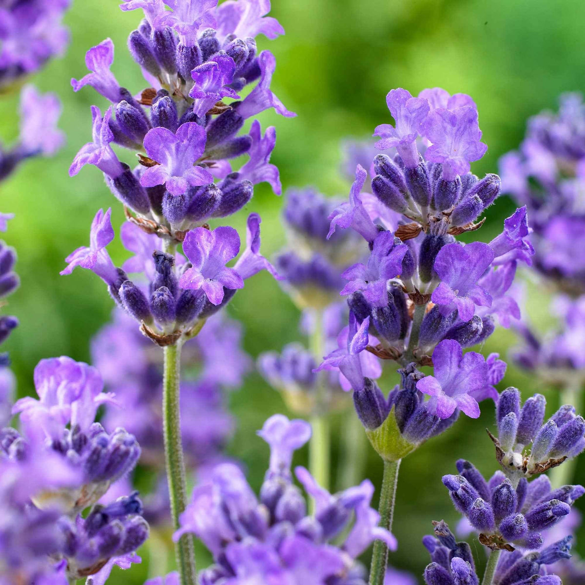 Lavande Vraie Hidcote Lavandula Angustifolia hidcote Lavande Vraie Hidcote Lavandula Angustifolia hidcote