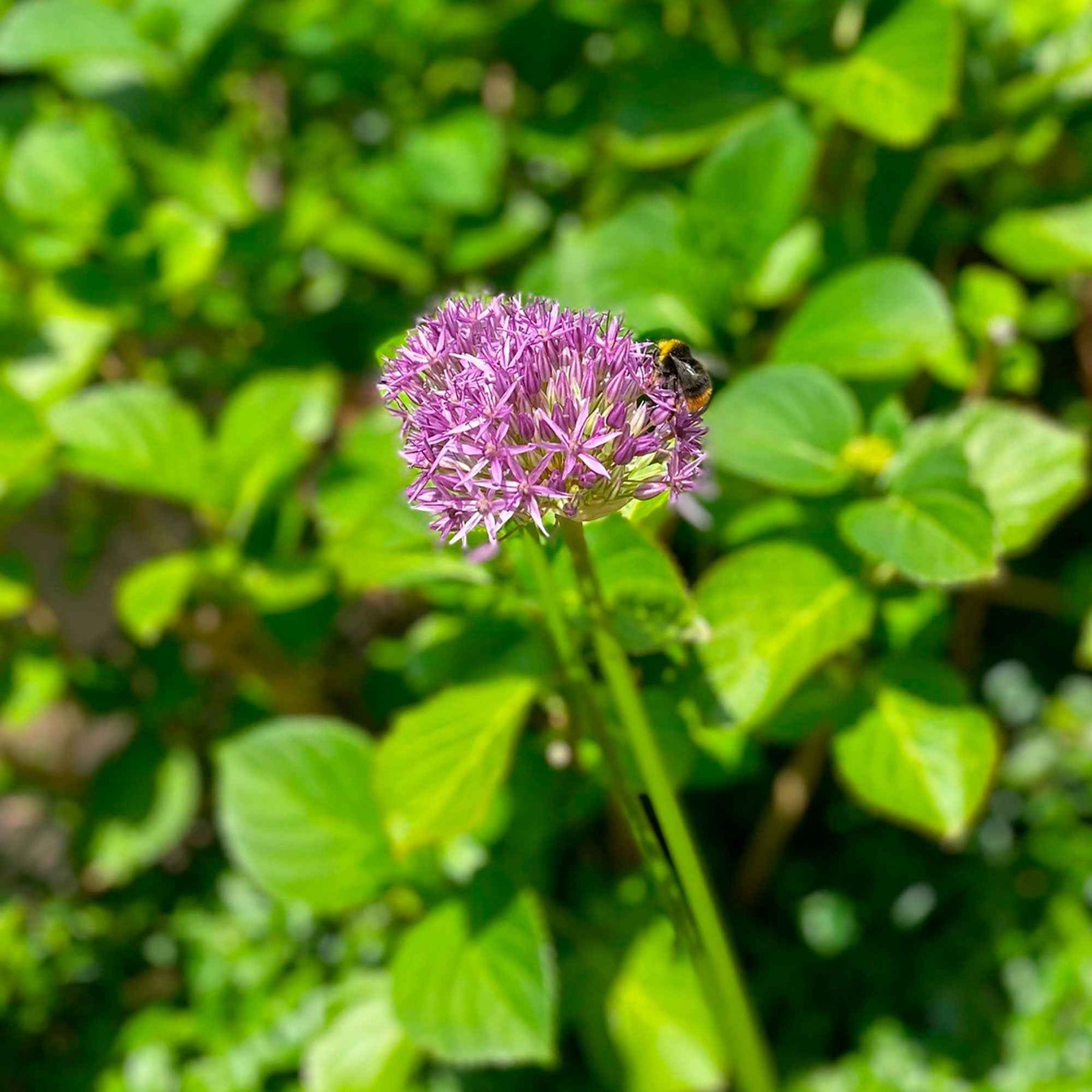Allium - 10 Alliums Purple sensation - Allium aflatunense Purple Sensation