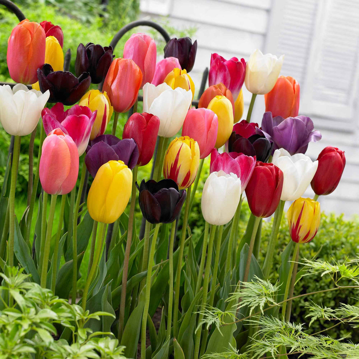 30 Tulipes 60 days of Tulips en mélange - Tulipa - Bulbes à fleurs