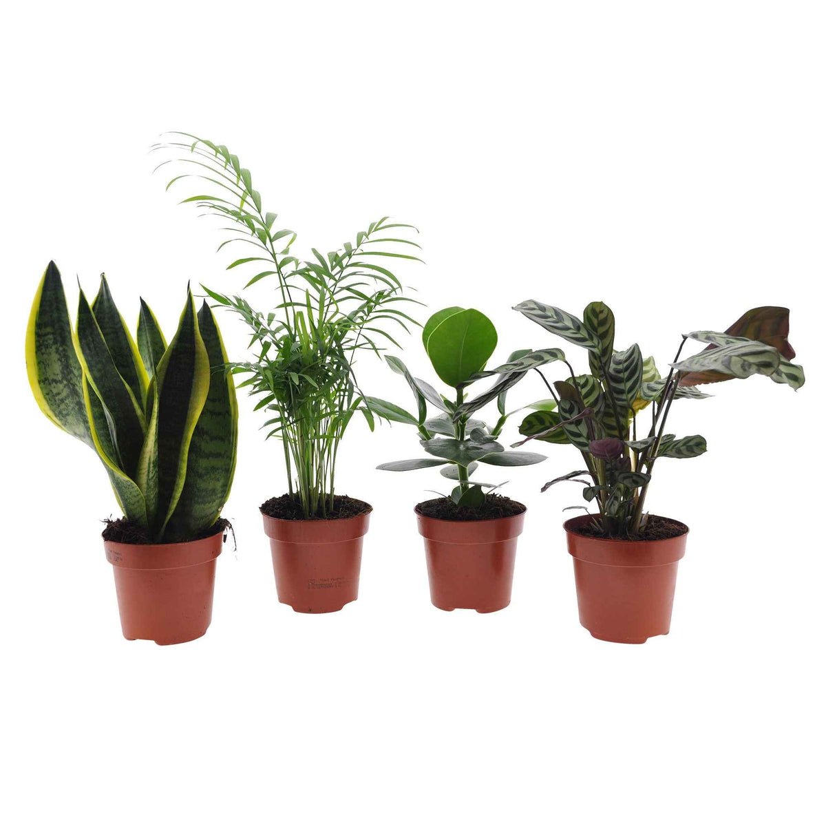 Collection de 4 plantes d'intérieur faciles -  clusia, chamaedorea, ctenanthe burle marxii, sansevieria - Plantes