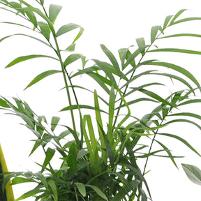 Collection de 4 plantes d'intérieur faciles -  clusia, chamaedorea, ctenanthe burle marxii, sansevieria - Collections de plantes d'intérieur
