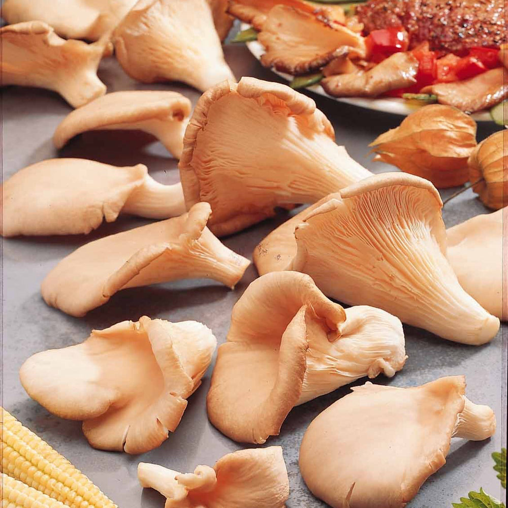 Kit champignon blanc de Paris main image 1