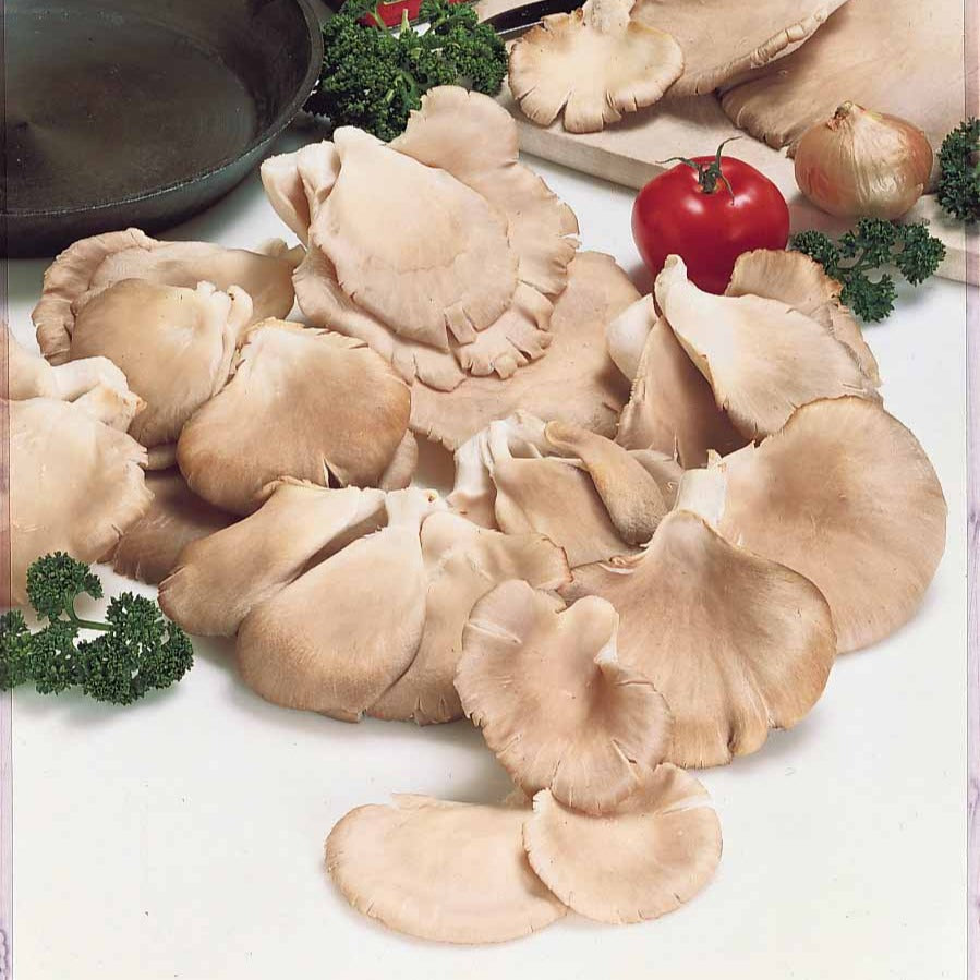 Kit champignon Pleurote - Pleurotus ostreatus - Kits champignons