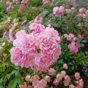 Rosier The Fairy rose - Rosa the fairy rose, rosa perle rose - Plantes