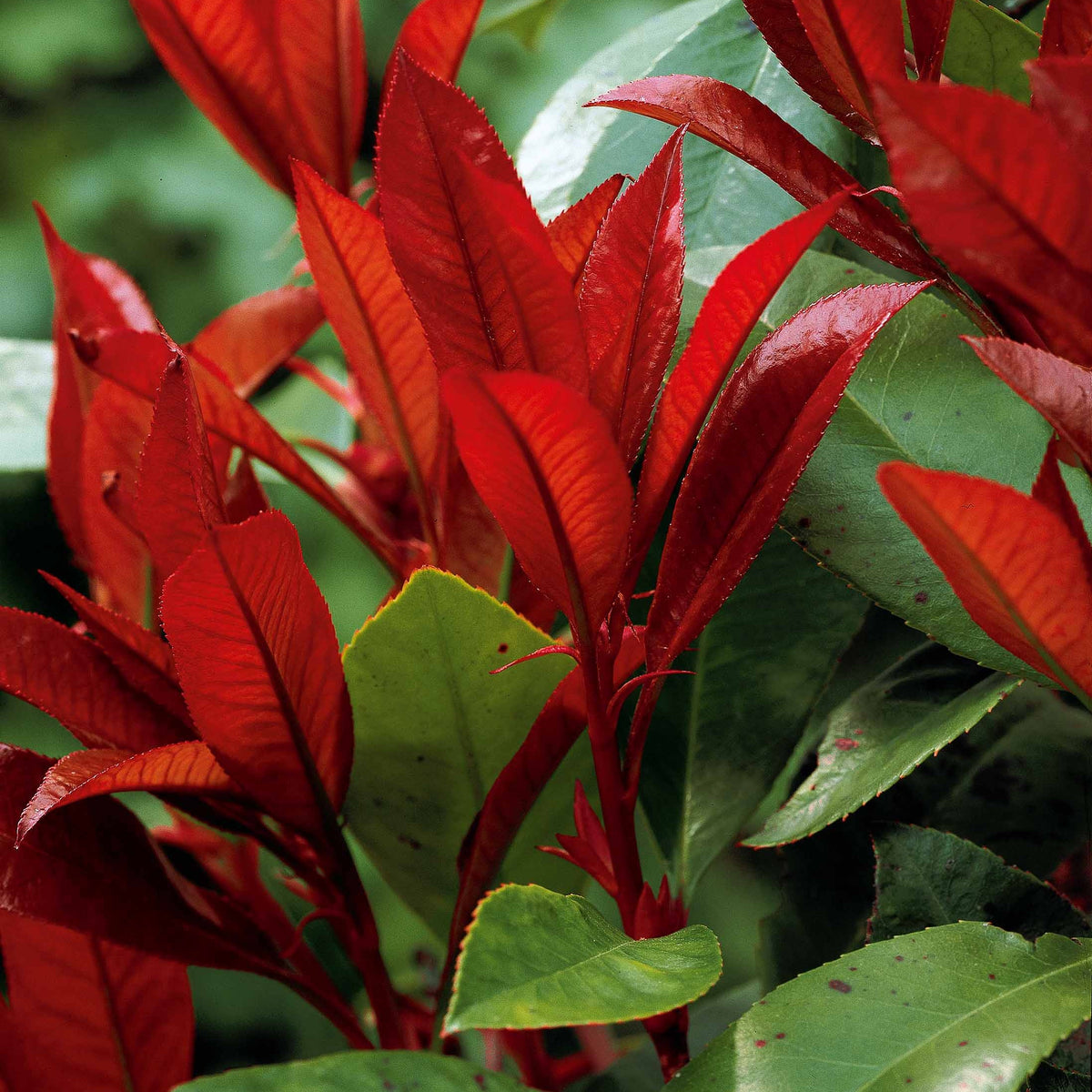 Haie de 3 Photinias Red Robin - Photinia fraseri Red Robin - Arbustes