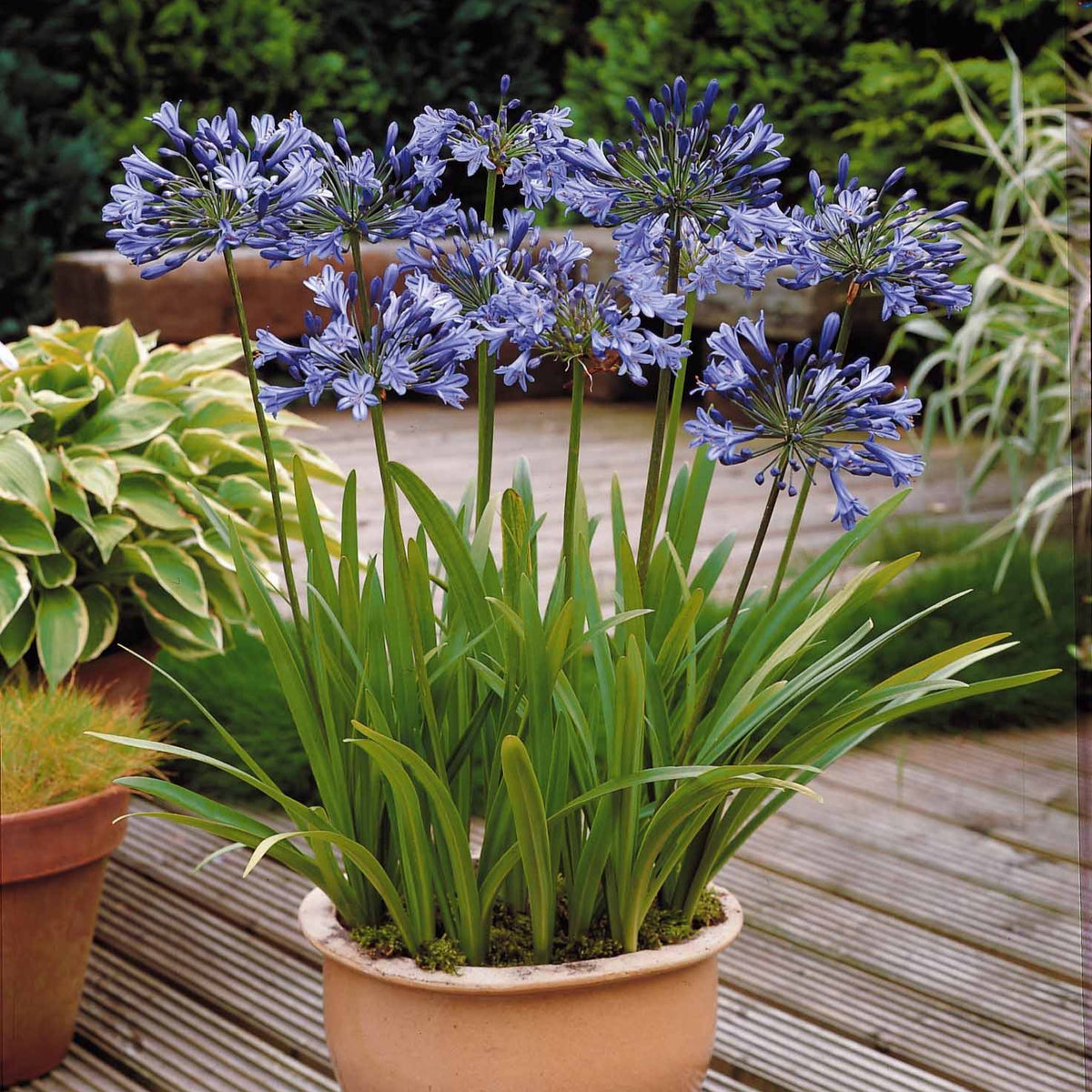 3 Agapanthes bleues en bac ou massif fleuri