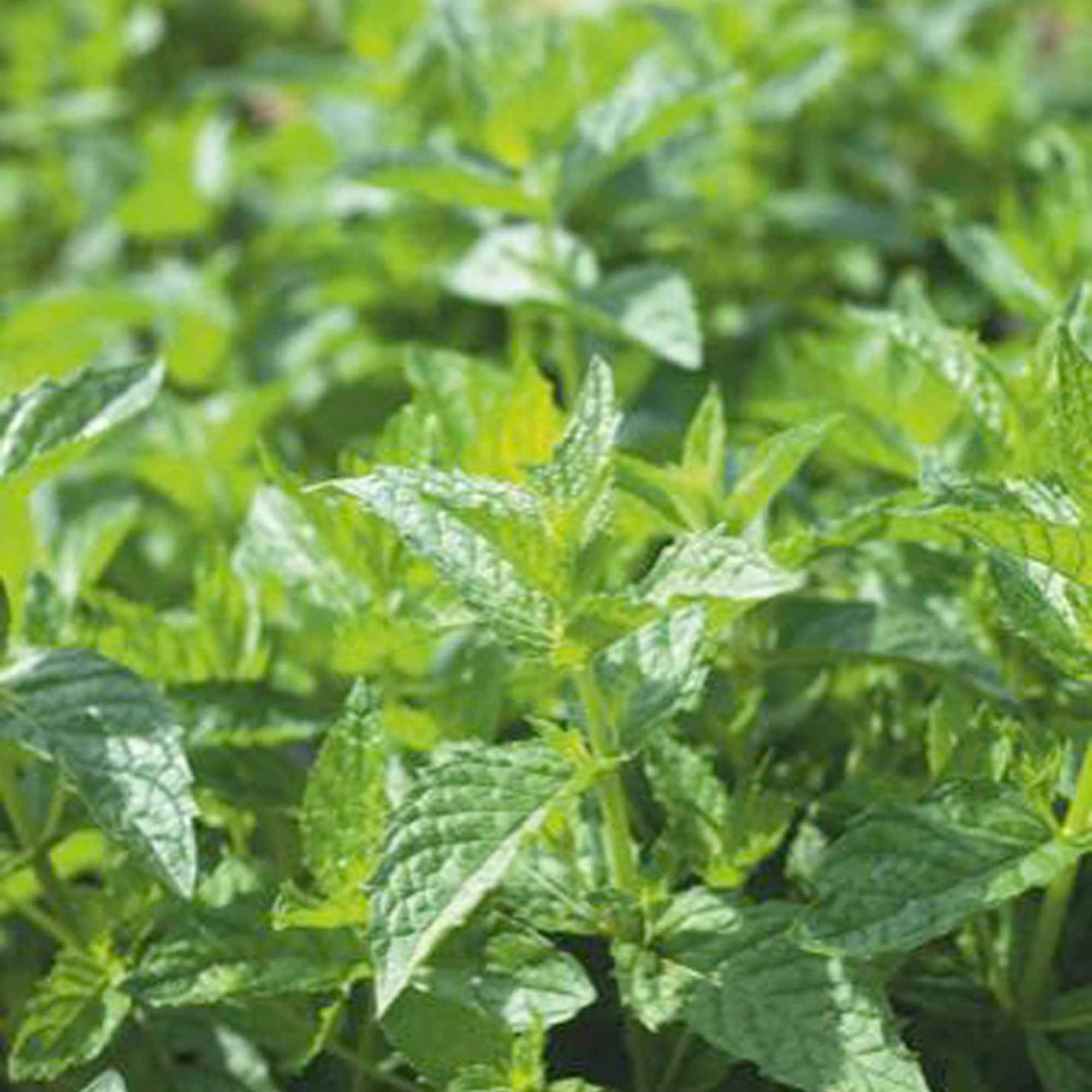 Compléments Lindens Menthe Poivrée 50mg, 3 Paquets De 300 Capsules - Neufs Scellés