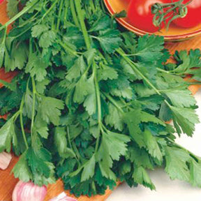 Petroselinum sativum amsterdam - Persil plat commun d'Amsterdam - Graines d'aromatiques