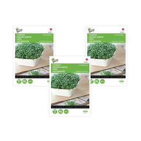 Cresson alénois commun - Lepidium sativum - Potager