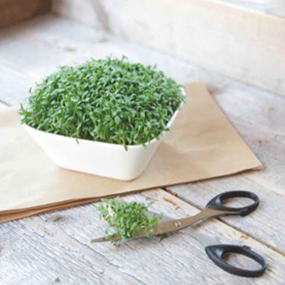 Graines De Cresson Alénois Bio - 1000 Graines Certifiées AB - Lepidium Sativum - Goût Piquant Et Croissance Rapide
