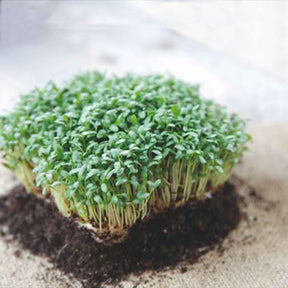 Cresson alénois commun - Lepidium sativum - Salades